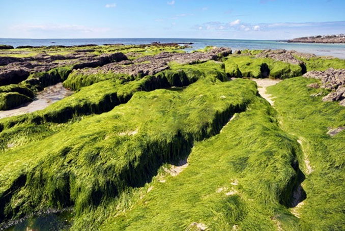 Bretagne : le retour des algues vertes